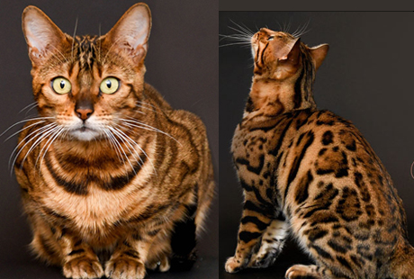 bengal kittens for sale